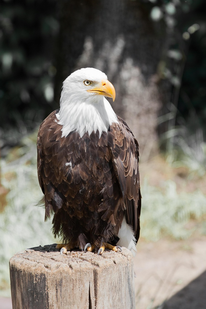 african eagle, eagle, bird, animal, bird of prey, raptor, wildlife, predator, feathers, plumage, wings, beak, perched, nature