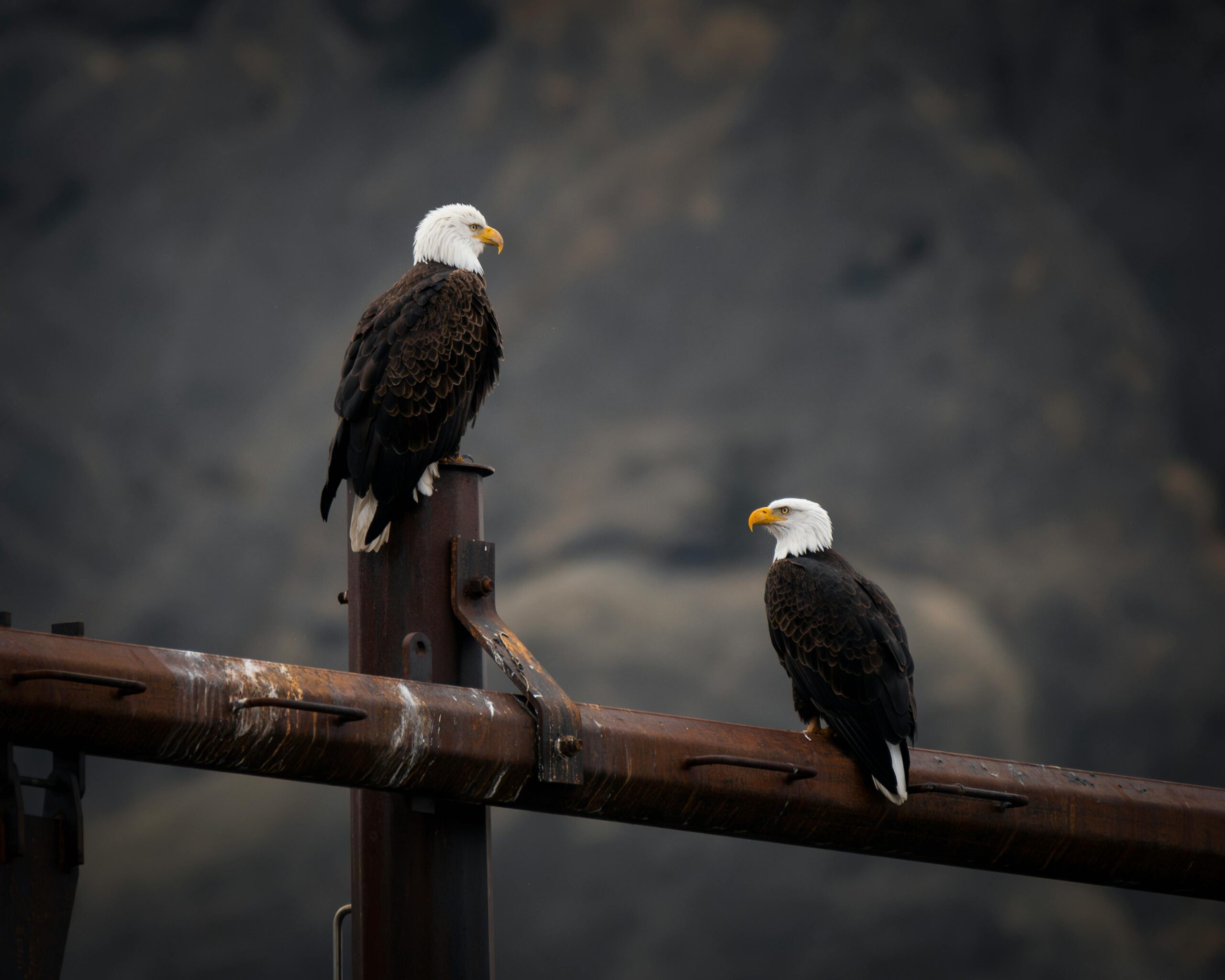 Two majestic bald eagles perching on a rusty beam in East Wenatchee, WA.