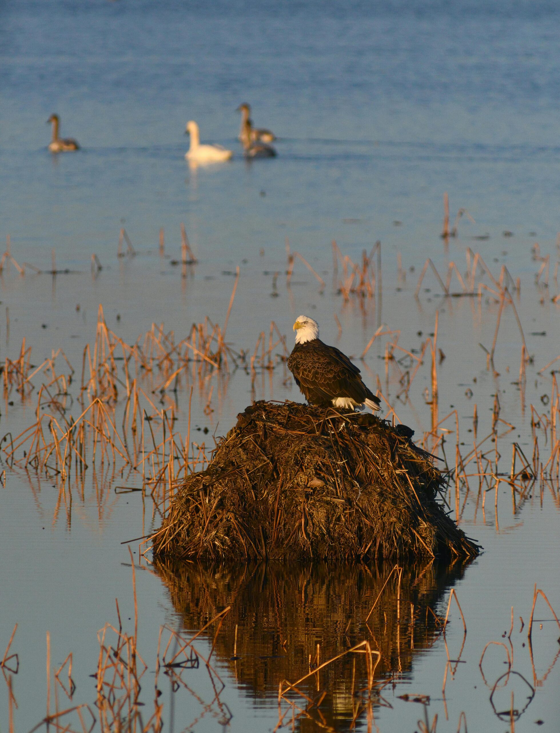 A majestic bald eagle sits on a mound in a Missouri wetland, with geese in the background.