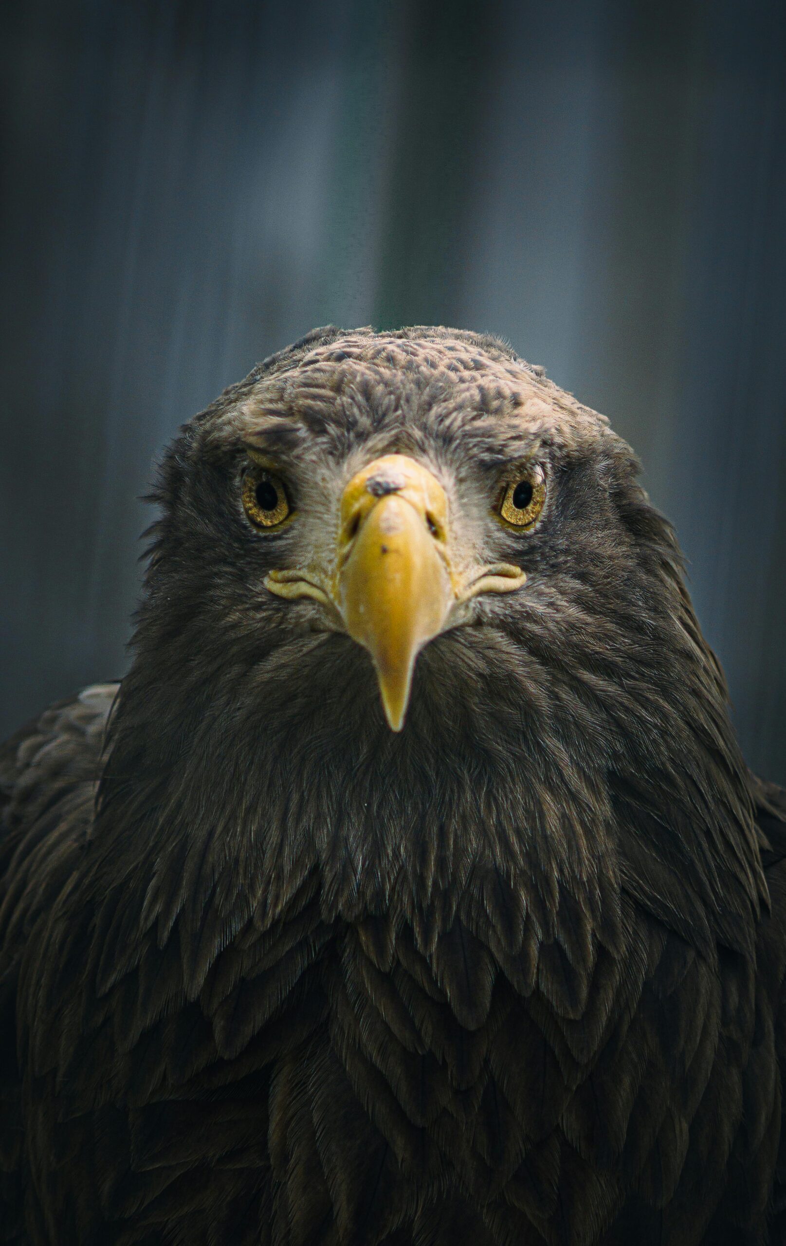 Intense close-up of a striking eagle showcasing its fierce gaze and detailed plumage.