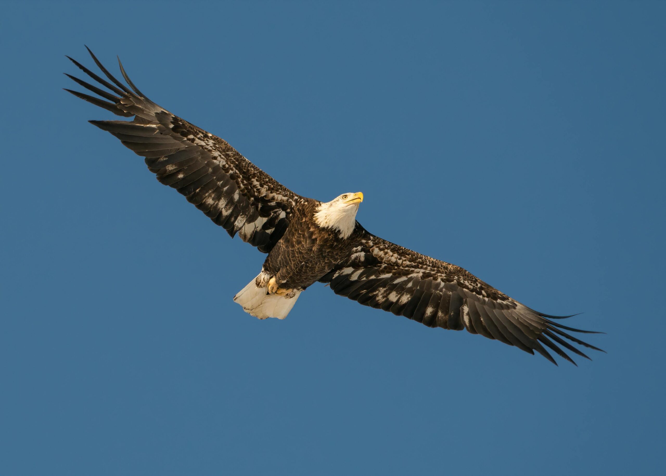A breathtaking shot of a bald eagle soaring gracefully with outstretched wings under a clear blue sky.